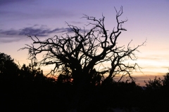 Silhouetted tree