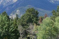 Elk-in-Rocky-Mountain-National-Park