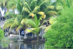 Mexico-Palm-Grove-Reflecting