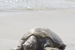 Tortoise-on-Beach